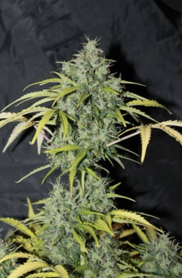 Amnesia cannabis plants in bloom, grown from Regular seeds – ideal for home cultivation from Seedsman