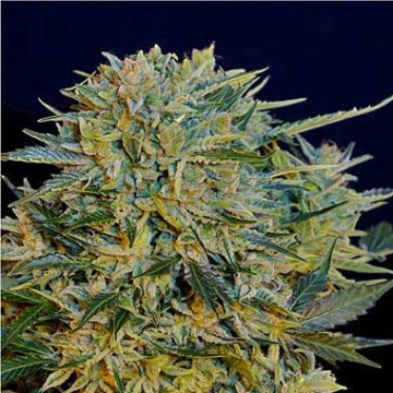 Auto CBD Sugar Gom cannabis plants in bloom, grown from Automatic seeds – ideal for home cultivation from Seedsman