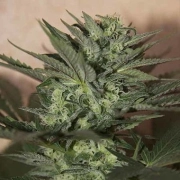 Auto Great White cannabis plants in bloom, grown from Automatic seeds – ideal for home cultivation from Seedsman
