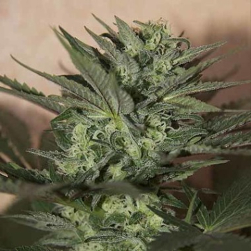 Auto Great White cannabis plants in bloom, grown from Automatic seeds – ideal for home cultivation from Seedsman