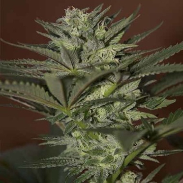 Auto Mini Gun cannabis plants in bloom, grown from Automatic seeds – ideal for home cultivation from Seedsman