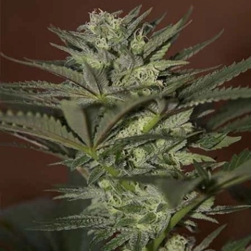 Auto Mini Gun cannabis plants in bloom, grown from Automatic seeds – ideal for home cultivation from Seedsman