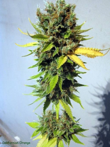 California Orange cannabis plants in bloom, grown from Feminized seeds – ideal for home cultivation from Seedsman