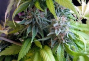 Candy Cream cannabis plants in bloom, grown from Feminized seeds – ideal for home cultivation from Seedsman