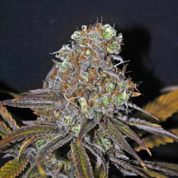 CBD Critical Mass cannabis plants in bloom, grown from Feminized seeds – ideal for home cultivation from Seedsman