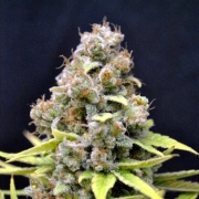 CBD Shark Shock cannabis plants in bloom, grown from Feminized seeds – ideal for home cultivation from Seedsman