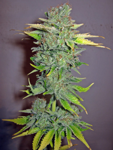 Cheese Feminised cannabis plants in bloom, grown from Feminised seeds – ideal for home cultivation from Seedsman