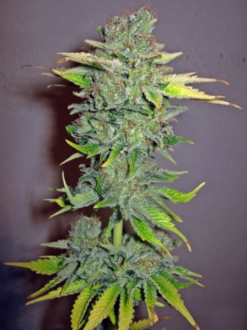 Cheese Feminized cannabis plants in bloom, grown from Feminized seeds – ideal for home cultivation from Seedsman