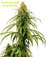 Early Durban cannabis plants in bloom, grown from Regular seeds – ideal for home cultivation from Seedsman