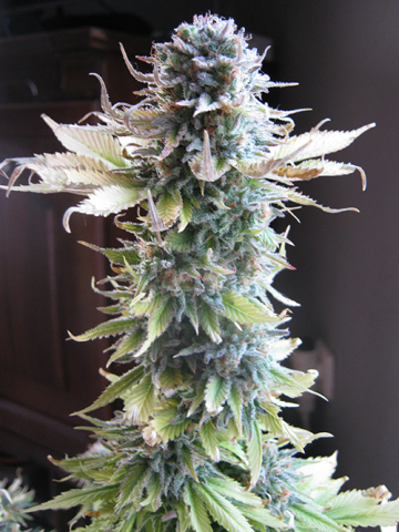 Early Skunk cannabis plants in bloom, grown from Feminised seeds – ideal for home cultivation from Seedsman