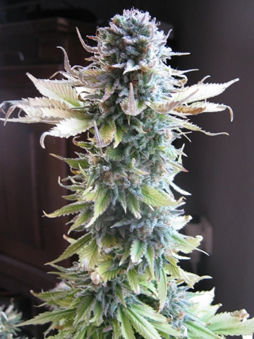 Early Skunk cannabis plants in bloom, grown from Feminized seeds – ideal for home cultivation from Seedsman
