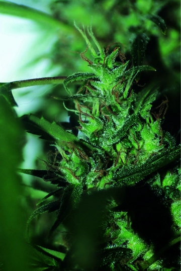 Hash Passion cannabis plants in bloom, grown from Regular seeds – ideal for home cultivation from Seedsman