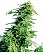 Hindu Kush cannabis plants in bloom, grown from Regular seeds – ideal for home cultivation from Seedsman