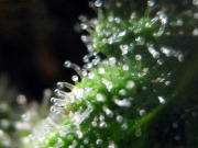 Jack Herrer cannabis plants in bloom, grown from Feminized seeds – ideal for home cultivation from Seedsman