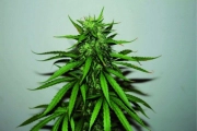 Jungle Wreck cannabis plants in bloom, grown from Regular seeds – ideal for home cultivation from Seedsman