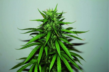 Jungle Wreck cannabis plants in bloom, grown from Regular seeds – ideal for home cultivation from Seedsman