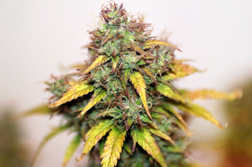 Kush Auto cannabis plants in bloom, grown from Automatic seeds – ideal for home cultivation from Seedsman