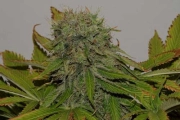 Mama Mia cannabis plants in bloom, grown from Feminized seeds – ideal for home cultivation from Seedsman