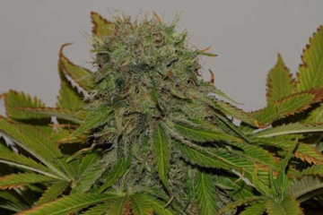 Mama Mia cannabis plants in bloom, grown from Feminised seeds – ideal for home cultivation from Seedsman