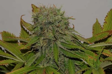 Mama Mia cannabis plants in bloom, grown from Feminized seeds – ideal for home cultivation from Seedsman