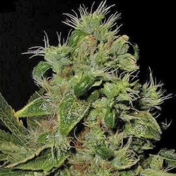 Mazari cannabis plants in bloom, grown from Feminized seeds – ideal for home cultivation from Seedsman