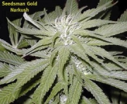 Narkush cannabis plants in bloom, grown from Regular seeds – ideal for home cultivation from Seedsman