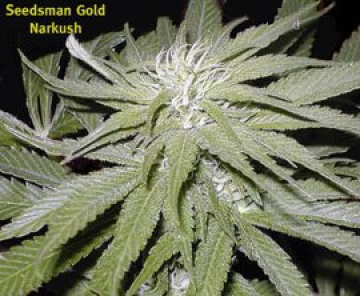 Narkush cannabis plants in bloom, grown from Regular seeds – ideal for home cultivation from Seedsman