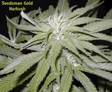 Narkush cannabis plants in bloom, grown from Regular seeds – ideal for home cultivation from Seedsman