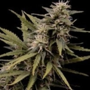 Nemesis cannabis plants in bloom, grown from Feminized seeds – ideal for home cultivation from Seedsman
