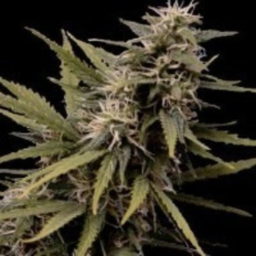 Nemesis cannabis plants in bloom, grown from Feminised seeds – ideal for home cultivation from Seedsman