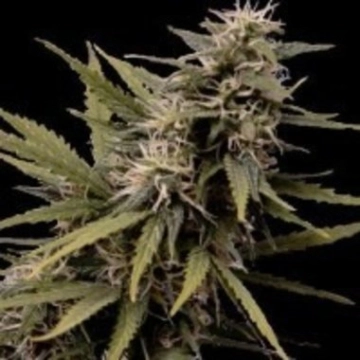 Nemesis cannabis plants in bloom, grown from Feminized seeds – ideal for home cultivation from Seedsman