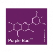 Purple Bud cannabis plants in bloom, grown from Regular seeds – ideal for home cultivation from Seedsman