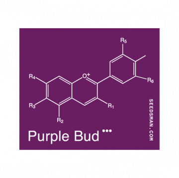 Purple Bud cannabis plants in bloom, grown from Regular seeds – ideal for home cultivation from Seedsman