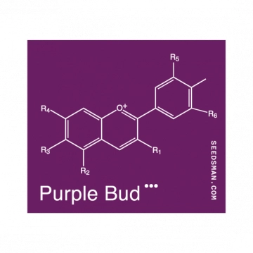 Purple Bud cannabis plants in bloom, grown from Regular seeds – ideal for home cultivation from Seedsman