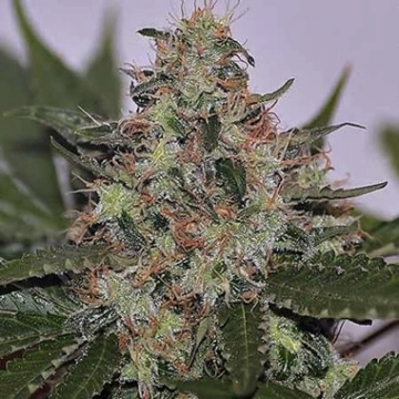 Skunk #1 cannabis plants in bloom, grown from Feminized seeds – ideal for home cultivation from Seedsman