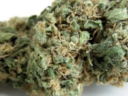 Skunk #1 – Seedsman – Regular – Product view 2