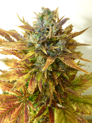 Sour Diesel Haze Auto cannabis plants in bloom, grown from Automatic seeds – ideal for home cultivation from Seedsman