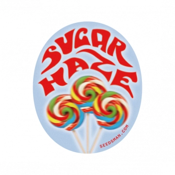 Sugar Haze cannabis plants in bloom, grown from Regular seeds – ideal for home cultivation from Seedsman