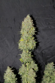Sweet Tooth Auto cannabis plants in bloom, grown from Automatic seeds – ideal for home cultivation from Seedsman