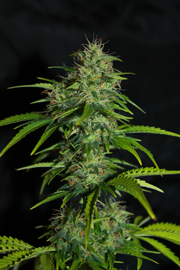 UK Cheese Auto cannabis plants in bloom, grown from Automatic seeds – ideal for home cultivation from Seedsman