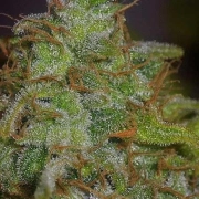 Velvet Bud cannabis plants in bloom, grown from Feminized seeds – ideal for home cultivation from Seedsman
