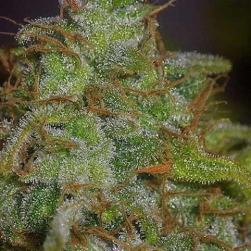 Velvet Bud cannabis plants in bloom, grown from Feminized seeds – ideal for home cultivation from Seedsman