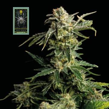 White Widow cannabis plants in bloom, grown from Feminized seeds – ideal for home cultivation from Seedsman