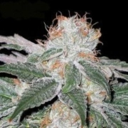 White Widow – Seedsman – Regular – Product view 2