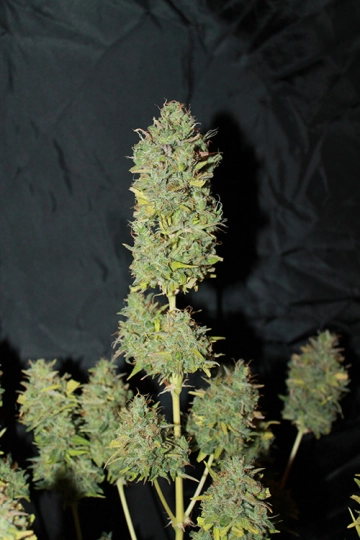 White Widow Auto cannabis plants in bloom, grown from Automatic seeds – ideal for home cultivation from Seedsman