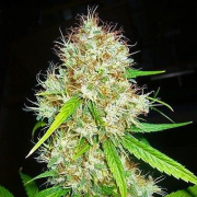 Afghani #1 cannabis plants in bloom, grown from Regular seeds – ideal for home cultivation from Sensi Seeds