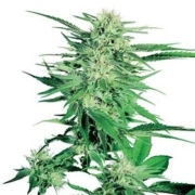 Big Bud cannabis plants in bloom, grown from Feminized seeds – ideal for home cultivation from Sensi Seeds