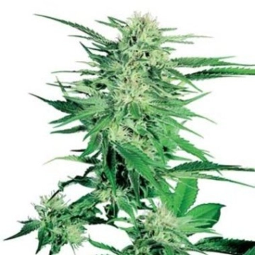Big Bud cannabis plants in bloom, grown from Feminized seeds – ideal for home cultivation from Sensi Seeds