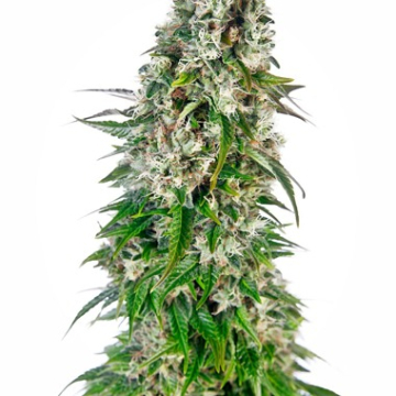 Big Bud Auto cannabis plants in bloom, grown from Automatic seeds – ideal for home cultivation from Sensi Seeds