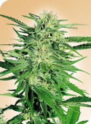 Big Bud cannabis plants in bloom, grown from Regular seeds – ideal for home cultivation from Sensi Seeds